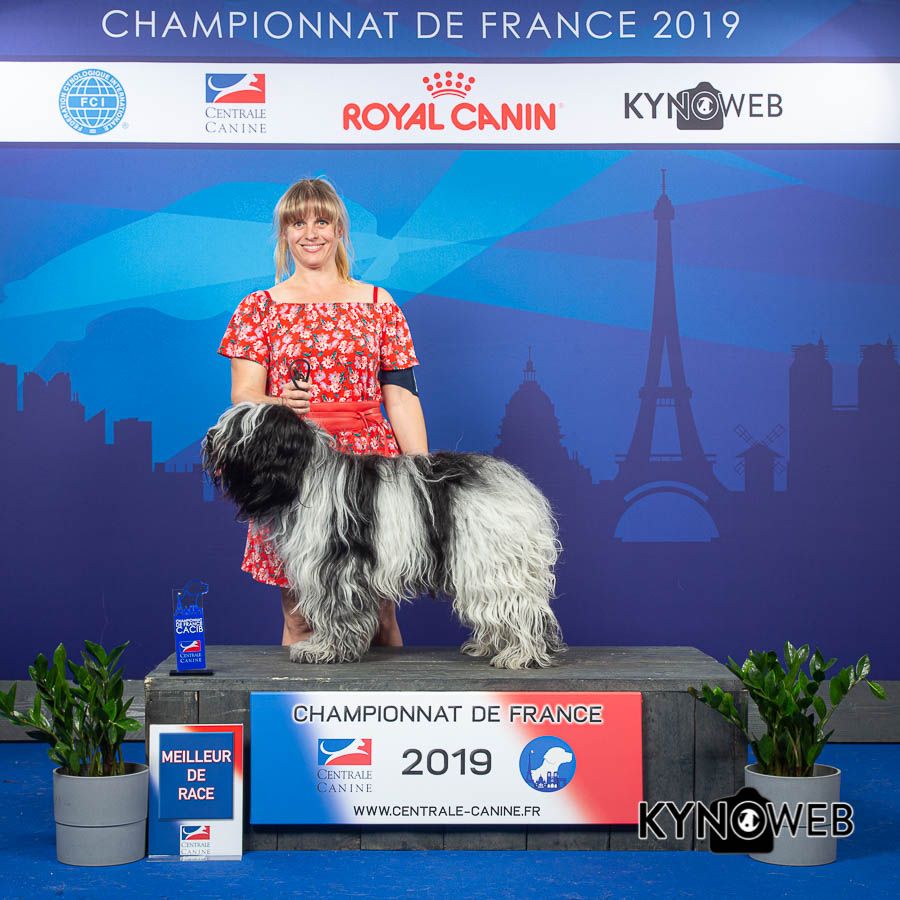 Du Bosquet Des Elfes - Nelwyn du Bosquet des Elfes Champion de France CS