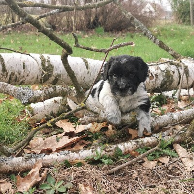 Umeälven Tika du Bosquet des Elfes