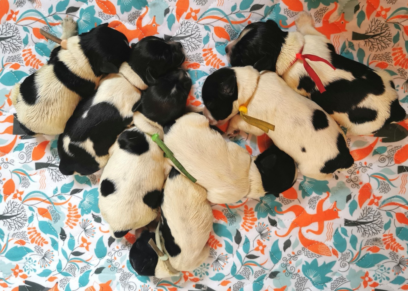 Naissances au Bosquet !