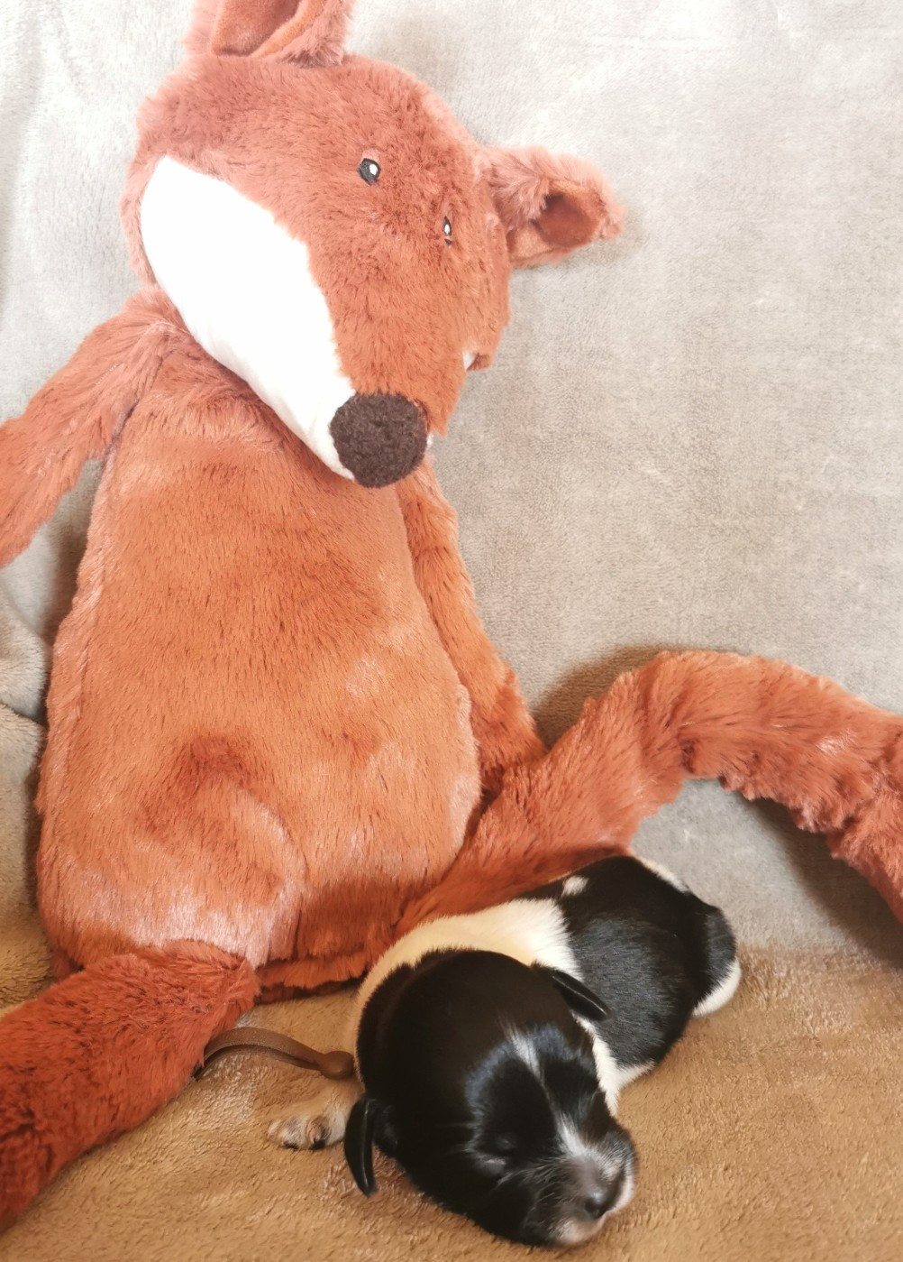 Du Bosquet Des Elfes - Chiots disponibles - Schapendoes