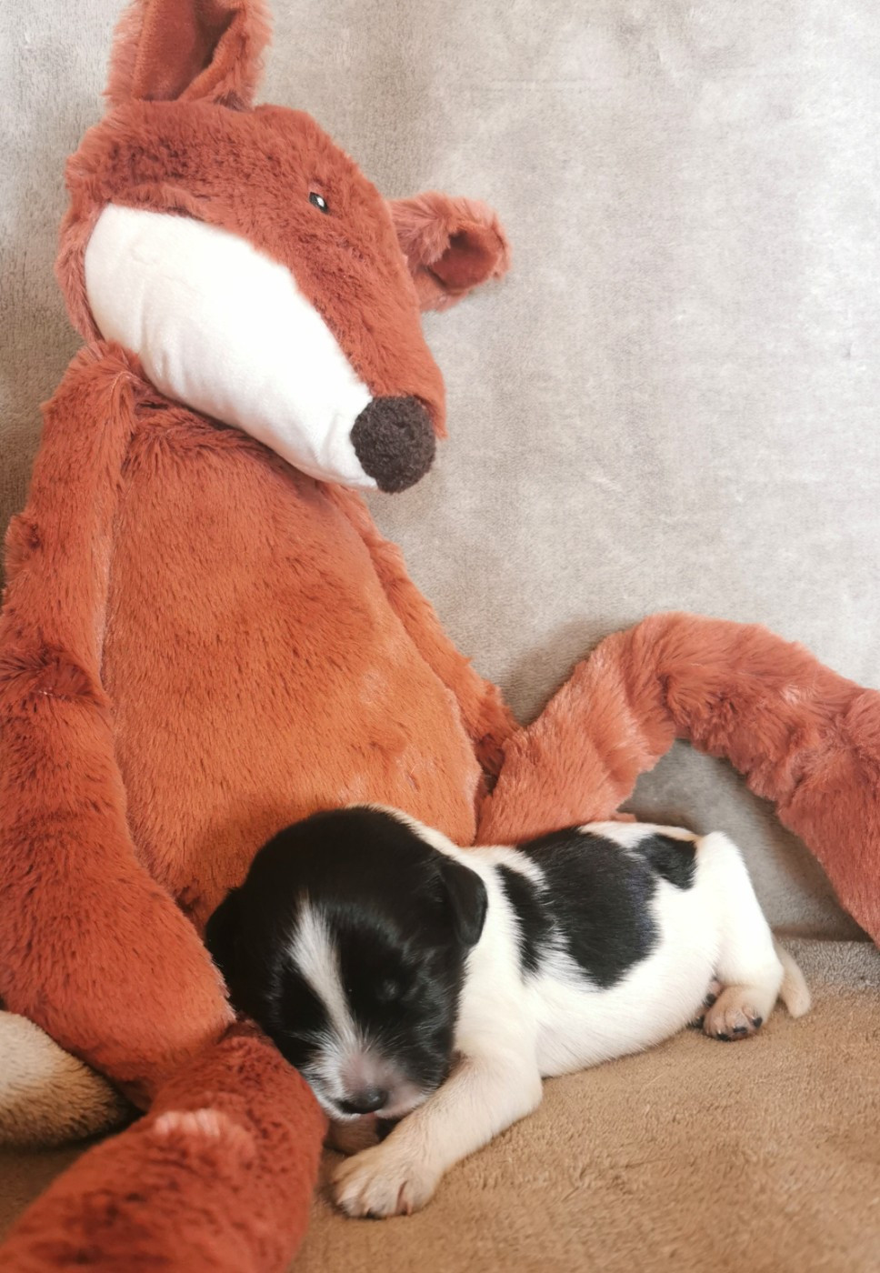 Du Bosquet Des Elfes - Chiots disponibles - Schapendoes