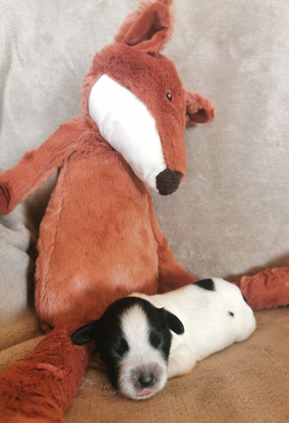 Du Bosquet Des Elfes - Chiots disponibles - Schapendoes