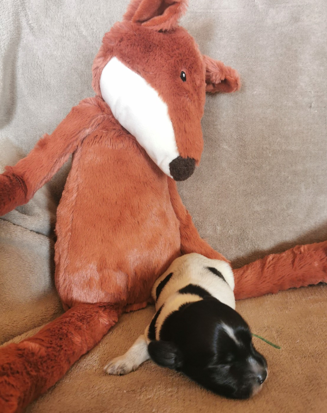 Du Bosquet Des Elfes - Chiots disponibles - Schapendoes