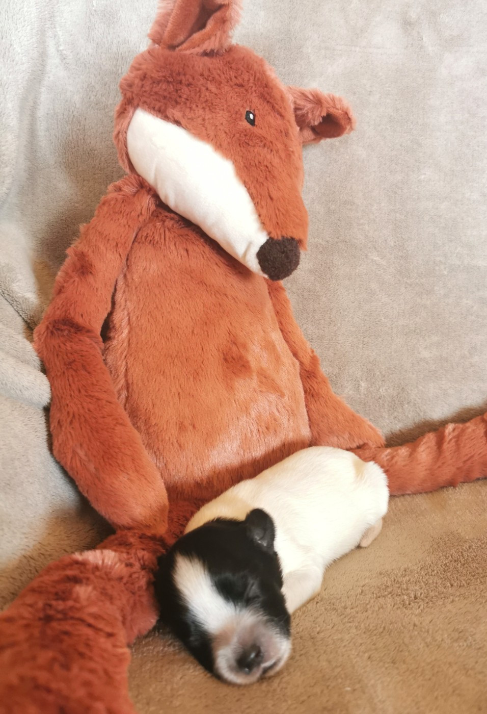 Du Bosquet Des Elfes - Chiots disponibles - Schapendoes