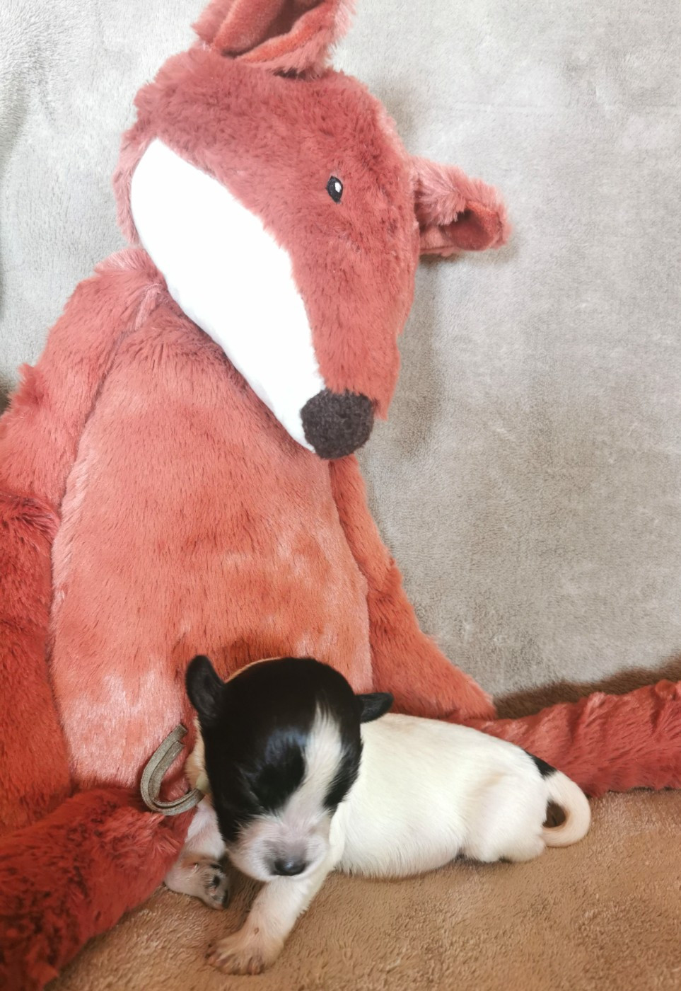 Du Bosquet Des Elfes - Chiots disponibles - Schapendoes