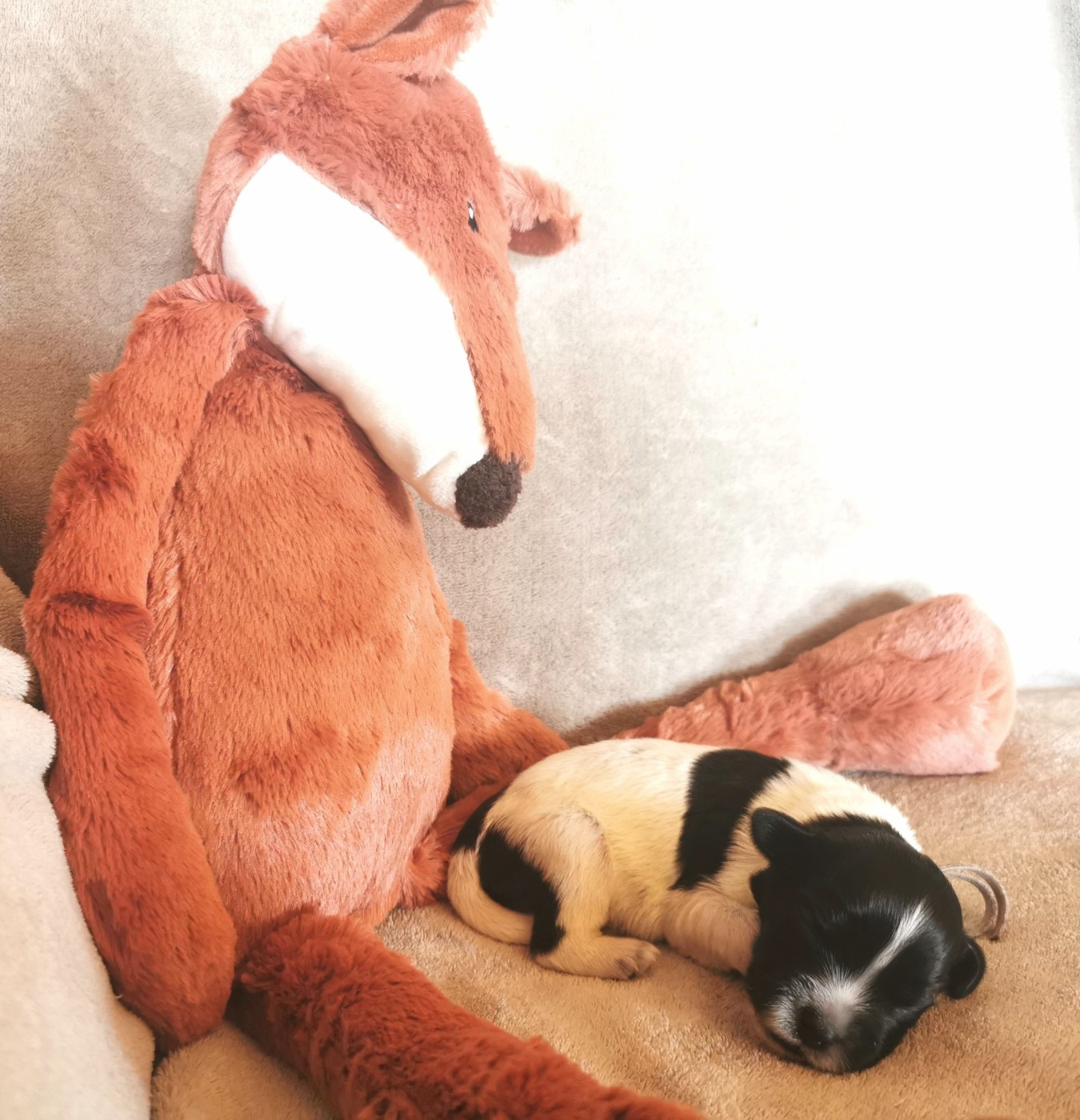 Du Bosquet Des Elfes - Chiots disponibles - Schapendoes