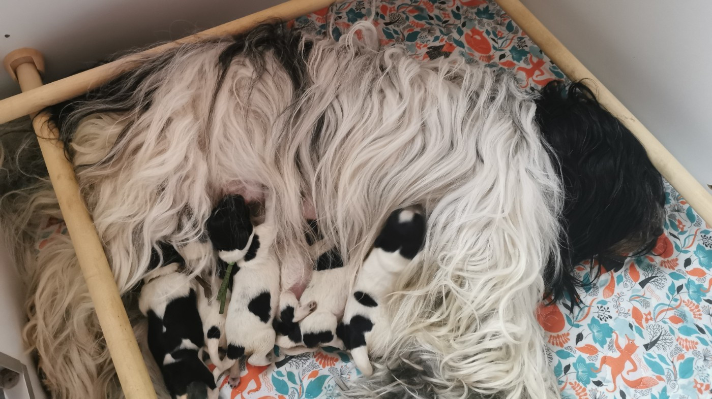 Chiot Schapendoes Du Bosquet Des Elfes